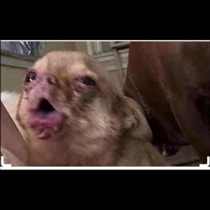 Meet your Posher, Maya